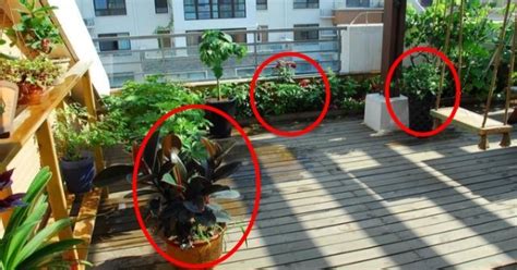 前陽台風水植物 八卦鏡哪裡買台北